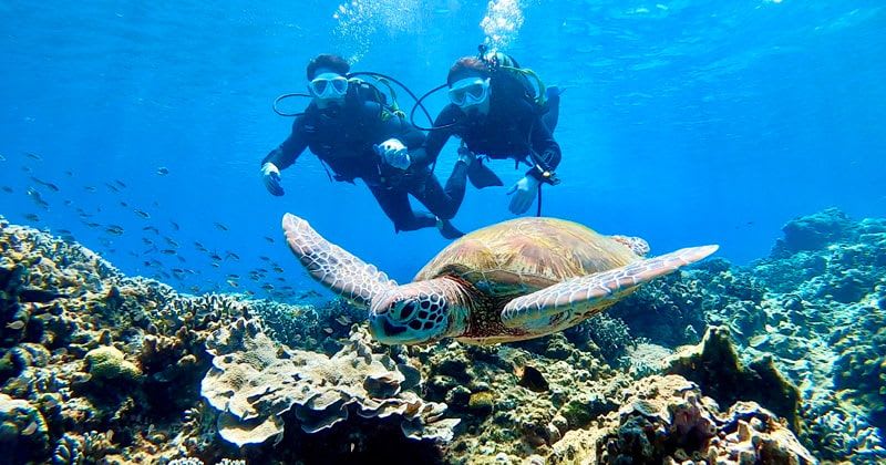 沖縄のダイビングスポットでウミガメと並んで泳ぐ初心者ダイバー。透明度の高い青い海中に美しいサンゴ礁が広がる。